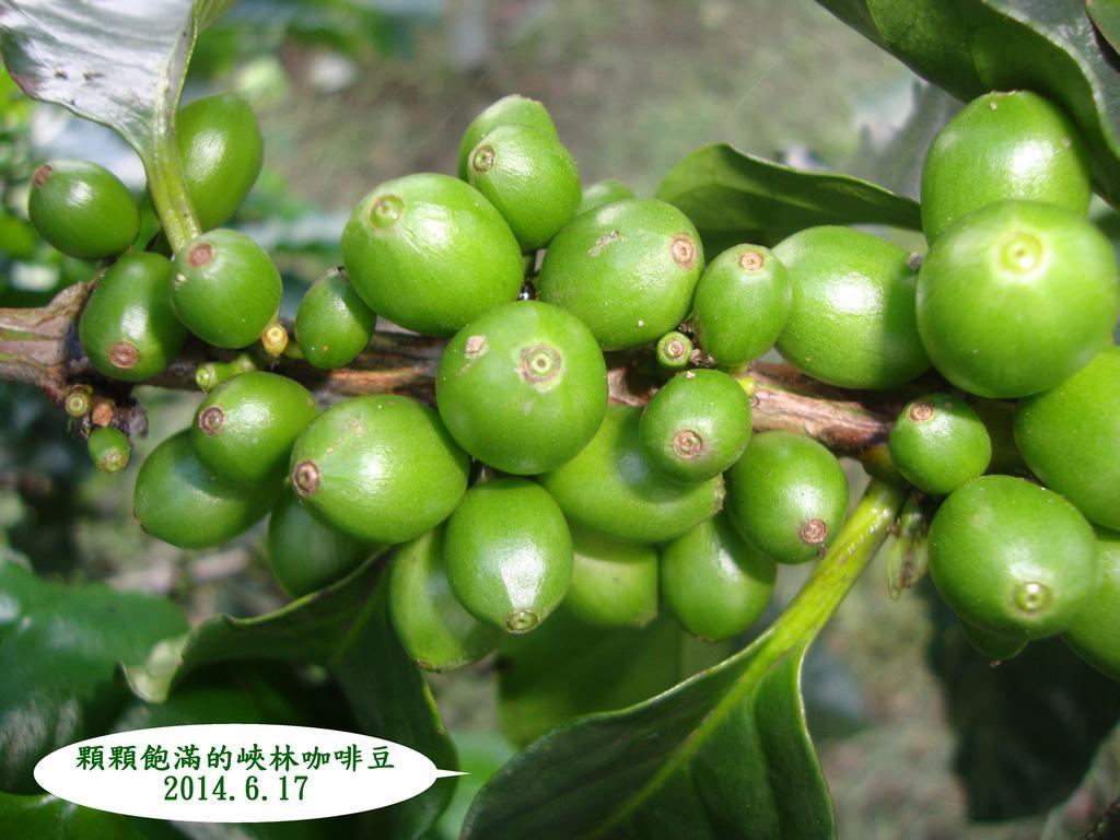 Taroko Sialin Coffee Farm Homestay Xiulin Esterno foto