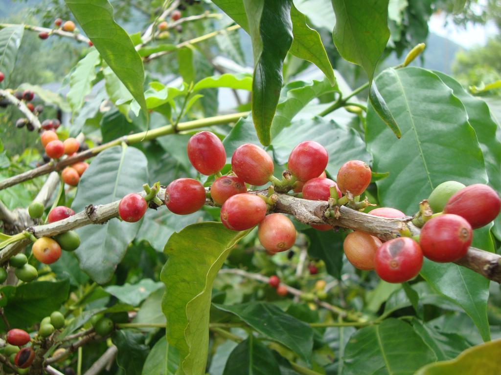 Taroko Sialin Coffee Farm Homestay Xiulin Esterno foto