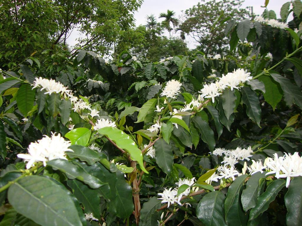 Taroko Sialin Coffee Farm Homestay Xiulin Esterno foto