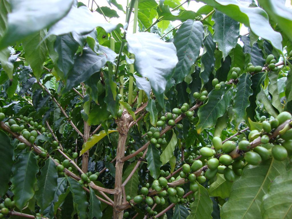 Taroko Sialin Coffee Farm Homestay Xiulin Esterno foto