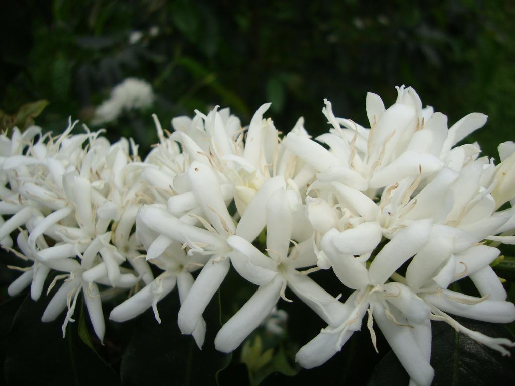 Taroko Sialin Coffee Farm Homestay Xiulin Esterno foto