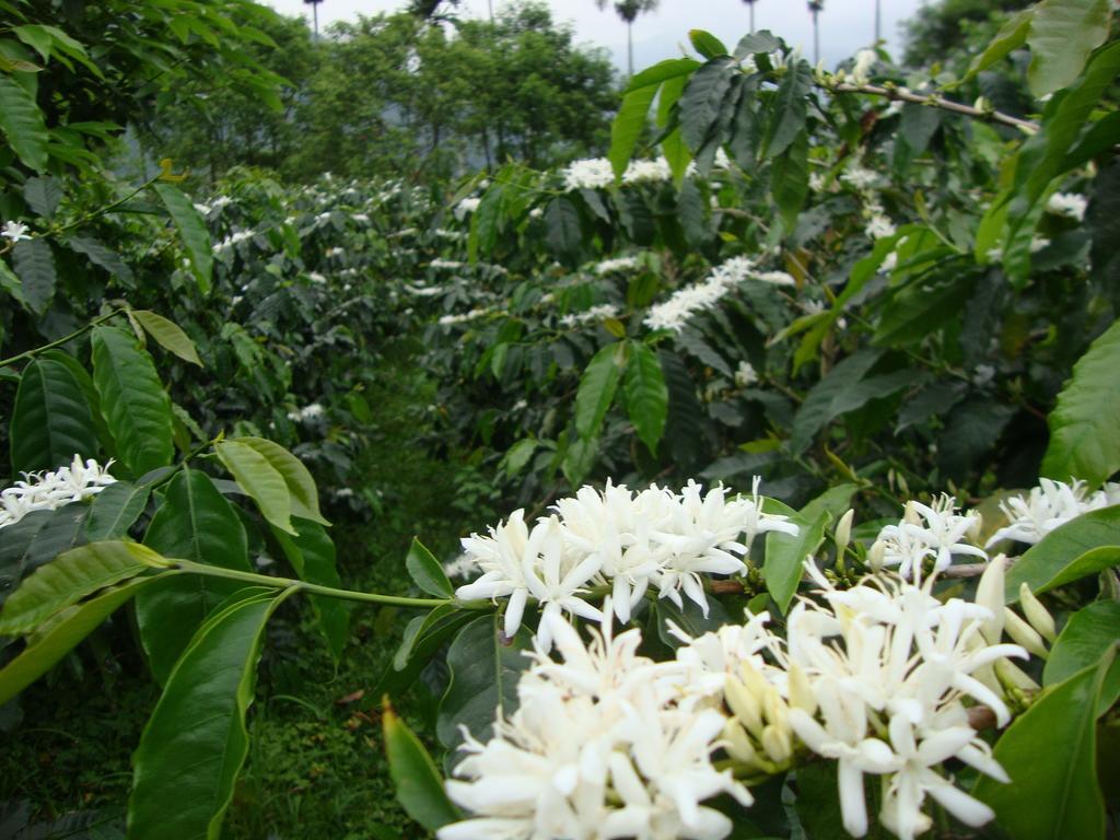 Taroko Sialin Coffee Farm Homestay Xiulin Esterno foto