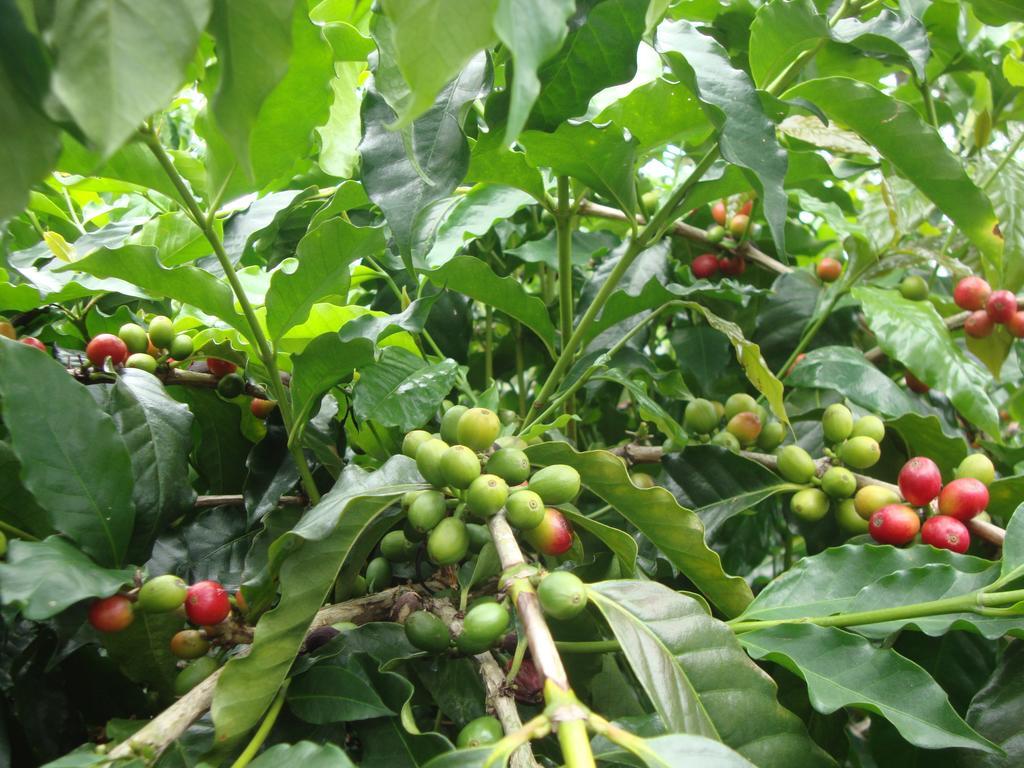 Taroko Sialin Coffee Farm Homestay Xiulin Esterno foto